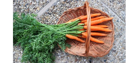 Причины посева моркови в последней декаде мая и начале июня
